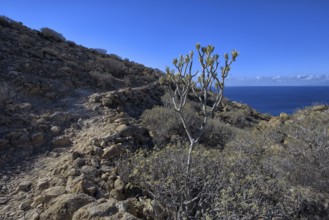 Rocky path along a rocky coast under a bright blue sky, Los Cristianos Tenerife