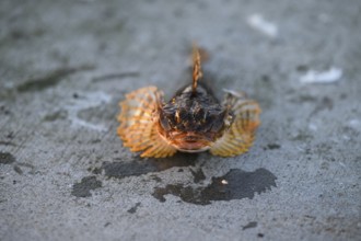 A sea scorpion with orange fins caught by anglers lies on a rough, grey surface, Vardø, Finnmark,