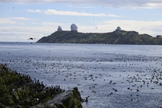 Coastal landscape with many seabirds and NATO radar domes on Hornoya Island, Vardø, Finnmark,