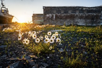 Daisies (Leucanthemum) bloom at sunset in front of old ruins and an old fishing boat, creating a