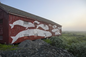 Mural with different whale species on a red fisherman's house Rorbur in a fog atmosphere. Vardö