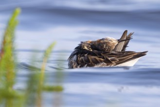 An Odin's chicken (Phalaropus lobatus) swimming among green plants in the water while grooming its