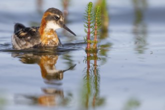 An Odin's chicken (Phalaropus lobatus) swimming among green plants in the water, in a quiet natural
