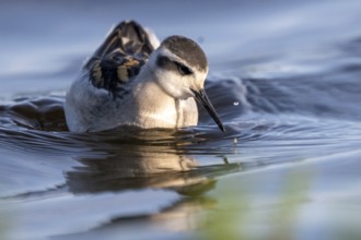 A freshly moulted Odin's chicken (Phalaropus lobatus) swims in the water and chases hatching
