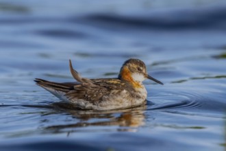 An Odin's chicken (Phalaropus lobatus) swimming in the water, in a quiet natural environment,