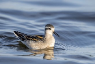 A freshly moulted Odin's grouse (Phalaropus lobatus) in a plain dress swimming in the water, in a