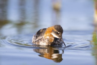 An Odin's chicken (Phalaropus lobatus) swimming among green plants in the water, in a calm natural