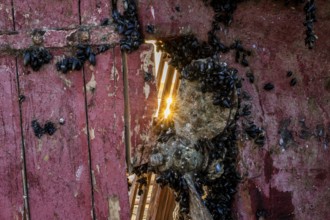 Decaying wood from a rowing system with red paint through which sunlight shines, surrounded by a