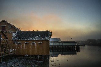 Fishermen's houses with kittiwakes (Rissa tridactyla) in Vardö harbour, Vardø, Finnmark, Norway