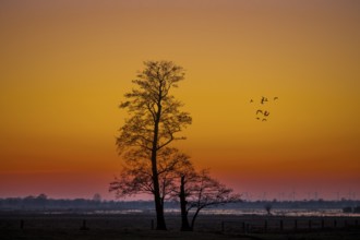 A single tree of black alder (Alnus glutinosa) stands against an orange sunset sky while geese fly