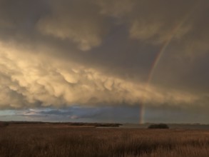 Dramatic cloud formations over a reed area Reeds with a rainbow in the evening sky on the southern