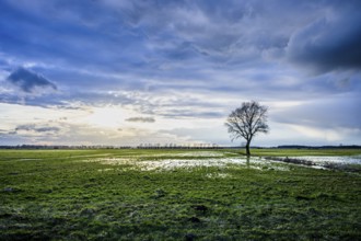 A lonely tree stands on a vast green meadow under a dramatic sky at sunset, Diepholzer
