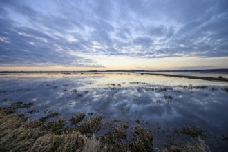 A still body of water on a flooded bed meadow in the Ochsenmoor nature reserve reflects the cloudy