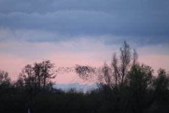 A flock of starlings (Sturnus vulgaris) flies over the silhouetted trees at sunset against a