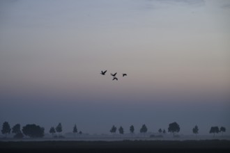 Hazy landscape with trees and birds at orange sunset, Dümmer nature park Park, Bohmte, Lower
