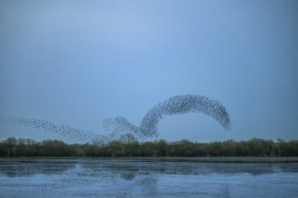 A flock of starlings (Sturnus vulgaris) flies in a curved formation over a calm lake at dusk,