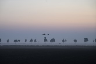 Picturesque landscape at sunset with trees in fog and birds in the sky, Dümmer nature park Park,