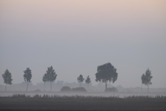 Blurred landscape with rows of trees in fog at dawn and soft lighting, Dümmer nature park Park,