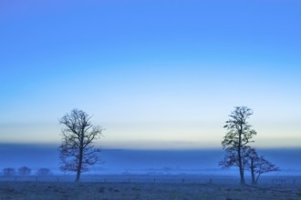 Two bare trees of black alder (Alnus glutinosa) stand in a quiet, blue landscape at sunrise with a