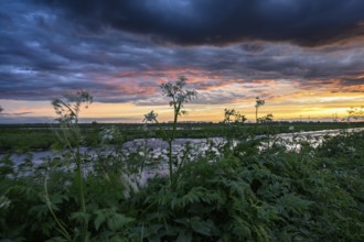 Feutwiese landscape in Ochsenmoor in Dümmer nature park Park at sunset with dramatic sky and lush