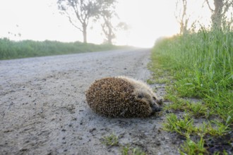 Hedgehog Brown-breasted hedgehog (Erinaceus europaeus) lying on a foggy country road at sunrise,