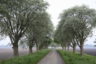 Mulberry tree avenue (Morus spec.), Dümmer nature park Park, Bohmte, Lower Saxony, Germany