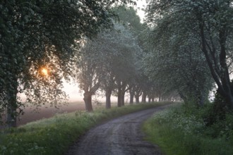A narrow path leads through a forest, lined with trees in the soft light of a misty sunset.