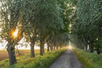 Sunrise over a country lane lined with trees shrouded in mist in a peaceful morning atmosphere.