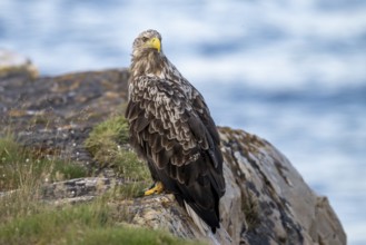 A white-tailed eagle (Haliaeetus albicilla) perched majestically on a rock overlooking the sea,