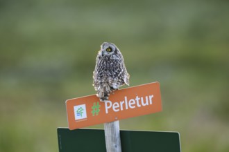 Short-eared Owl (Asio flammeus) on a tourist sign in front of a blurred green background, Kiberg,