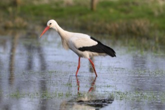 A white stork (Ciconia ciconia) stands in shallow water in a meadow, surrounded by a spring-like