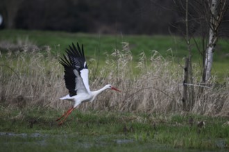 A white stork (Ciconia ciconia) in motion as it takes off from the green meadow, Dümmer nature park
