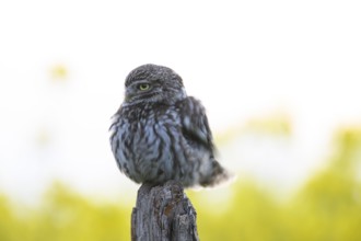 Little owl (Athene noctua) with fluffed up plumage in the evening on an old willow pole with a