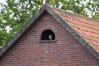 A barn owl (Tyto alba) looks out of a small window Uhlenflucht in a brick building, surrounded by