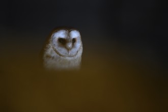 A barn owl (Tyto alba) sits in an attic with wooden beams looking out of the darkness, mysterious