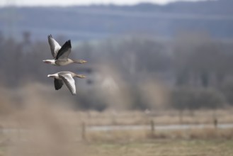 Two greylag geese (Anser anser) in flight with symmetrical wings over a blurred natural landscape