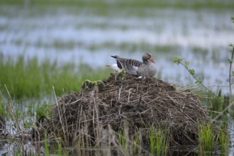 A greylag goose (Anser anser) with chicks on its raised nest on a Bisamburg, Ochsenmoor, Dümmer
