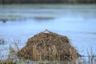 A greylag goose (Anser anser) on a raised nest on a Bisamburg, Ochsenmoor, Dümmer nature park Park,