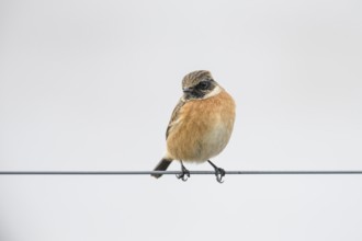 A stonechat (Saxicola rubicola) sitting on a metal wire in front of a blue sky, Dümmer nature park