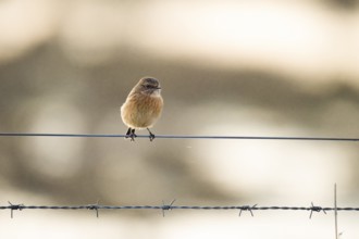 A stonechat (Saxicola rubicola) sitting on a metal wire in front of a blurred background, Dümmer
