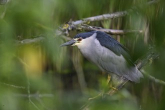 Night heron (Nycticorax nycticorax) hiding in a willow bush, Dümmer nature park Park, Lower Saxony,