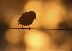 A stonechat (Saxicola rubicola) sits on a metal wire in front of an orange golden evening sky that