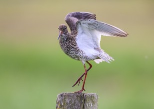 A redshank (Tringa totanus) stands on a wooden post and raises one wing while being observed in a