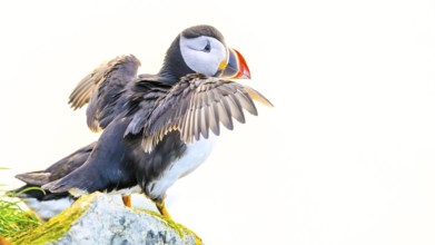 A puffin (Fratercula arctica) with outstretched wings standing on a rock against a white