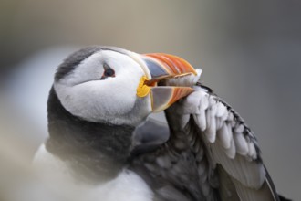A puffin (Fratercula arctica) cleans its feathers in a close-up that highlights the colours and