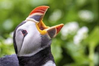 A puffin (Fratercula arctica) opens its beak to catch raindrops in a close-up that highlights the