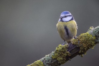 Blue tit (Parus caerulea), Emsland, Lower Saxony, Germany