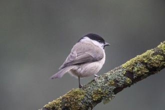 Marsh tit (Poecile palustris), Emsland, Lower Saxony, Germany