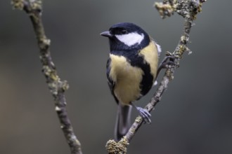 Great Tit (Parus major), Emsland, Lower Saxony, Germany