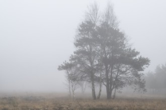 Pine trees (Pinus sylvestris) in the fog in the moor, Emsland, Lower Saxony, Germany
